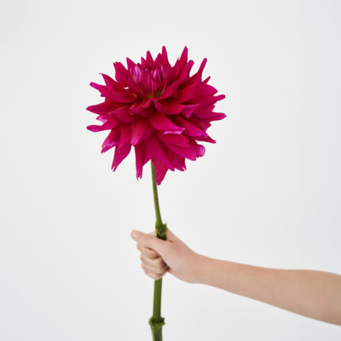 花の多様な美しさをシューズにのせて